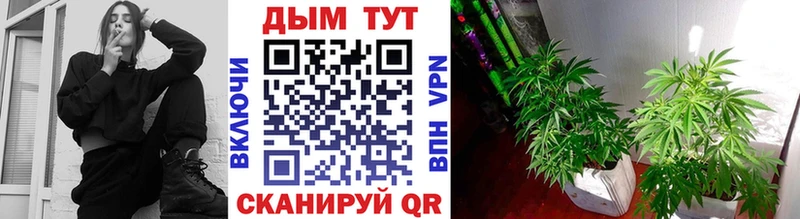 Бошки марихуана ГИДРОПОН  Камбарка 
